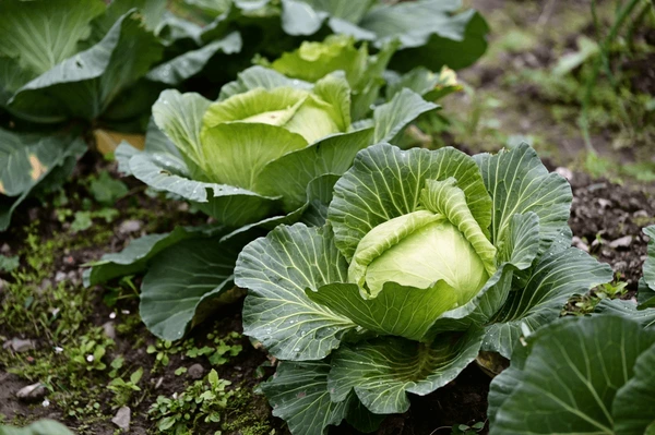 Healthy cabbage heads growing in the field