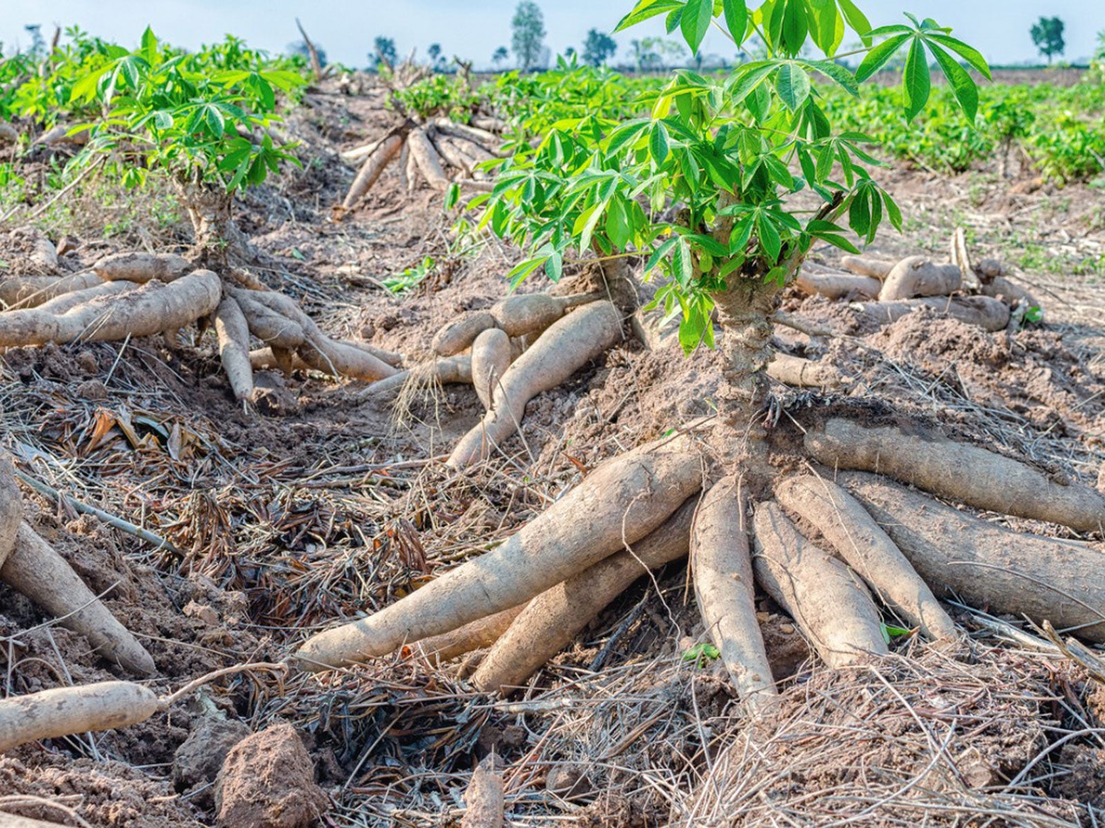 Freshly harvested cassava roots