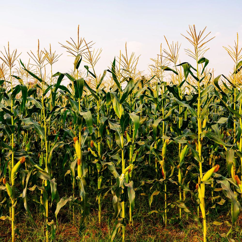 Mature green maize and corn crop