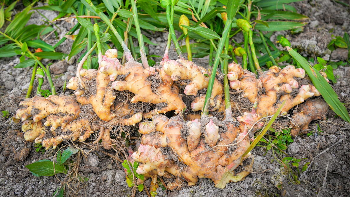 Freshly harvested ginger rhizomes on the farm