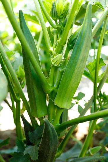 Fresh green okra pods growing naturally on the plant