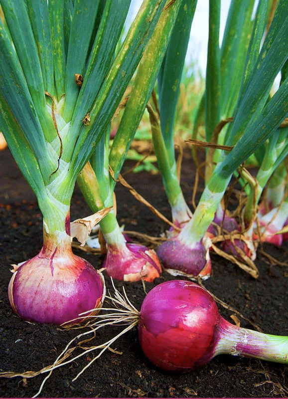 Fresh onions